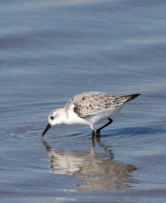 Sanderling