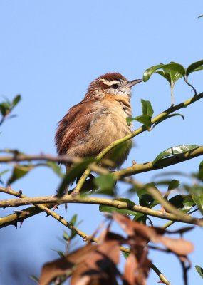 Carolina Wren