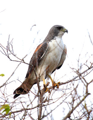 White-tailed Hawk