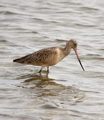 Marbled Godwit