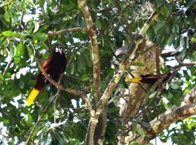Montezuma Oropendola (Belize)