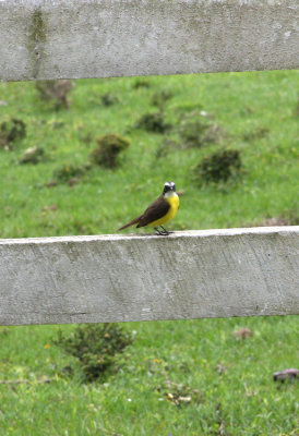 Great Kiskadee (Belize)