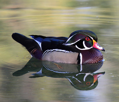 Wood Duck