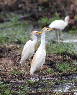 Cattle Egret