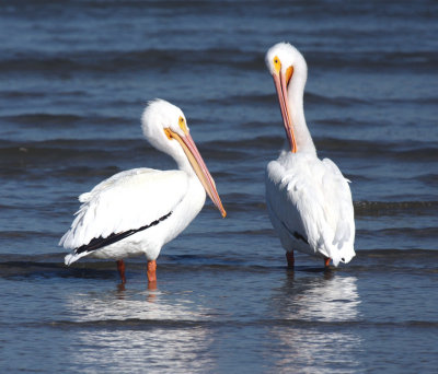 American White Pelicans