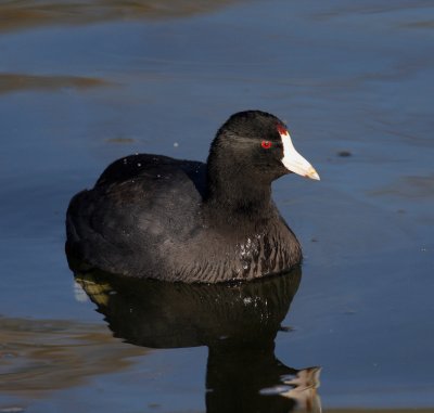 American Coot