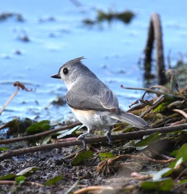 Tufted Titmouse