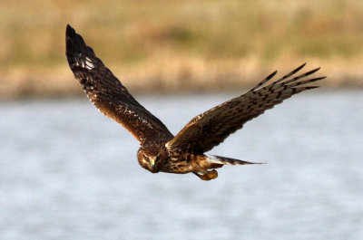 Northern Harrier