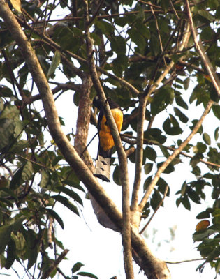 Black-headed Trogon (Belize)