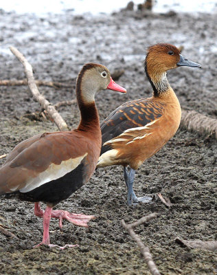 Black-bellied and Fulvous Whistling Duck