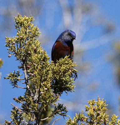 Western Bluebird