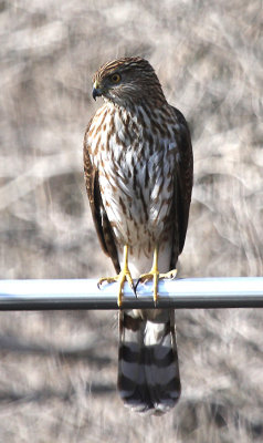 Cooper's Hawk