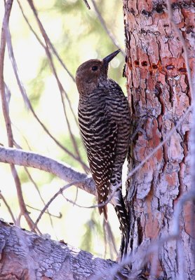 Williamson's Sapsucker