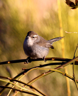 Bewicks Wren