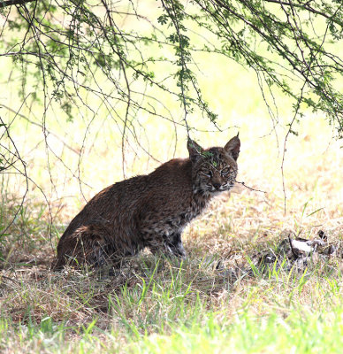 Bobcat