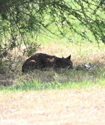 Bobcat