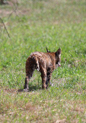 Bobcat