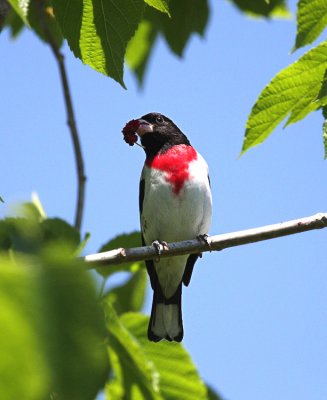 Rose-breasted Grosbeak