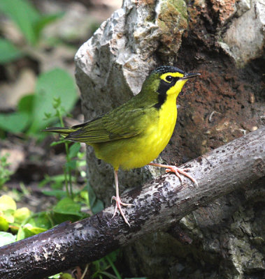 Kentucky Warbler