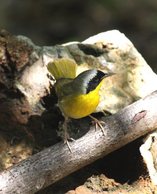 Common Yellowthroat