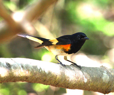 American Redstart