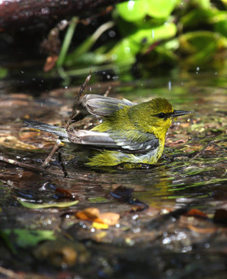 Blue-winged Warbler