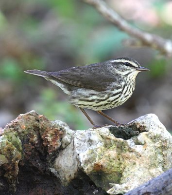 Northern Waterthrush