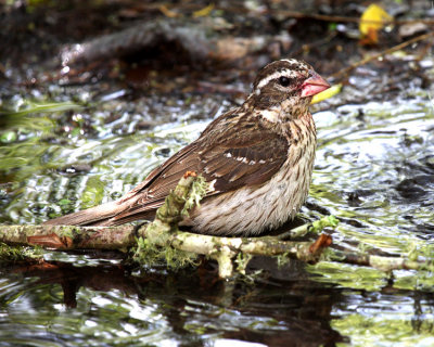 Rose-breasted Grosbeak