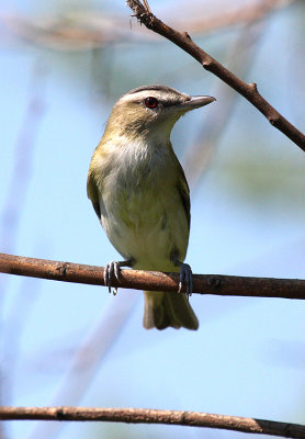 Red-eyed Vireo