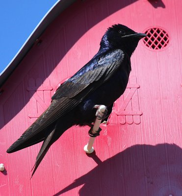 Purple Martin