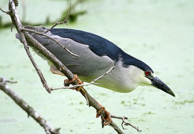 Black-crowned Night Heron