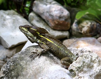 Jesus Christ Lizard
