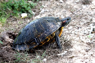 Red-eared Slider Turtle