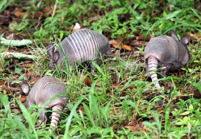 Baby Armadillos