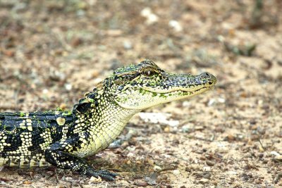 Baby Alligator
