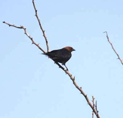 Brown-headed Cowbird