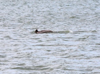 Dolphin