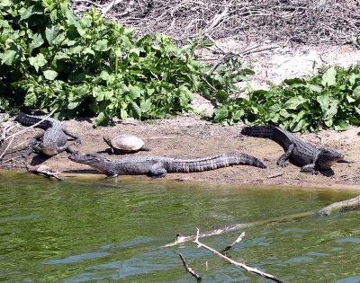 Alligators and a Turtle