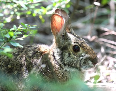 Rabbit