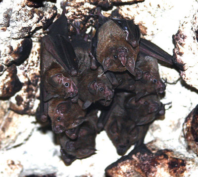 Bats