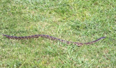 Texas rat snake