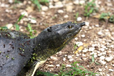Softshell Turtle with a Leech