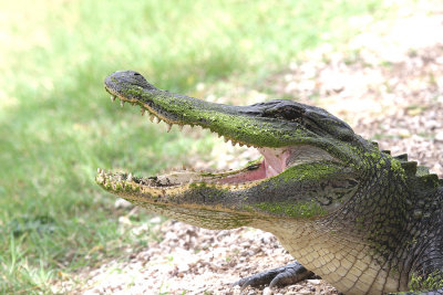 American Alligator