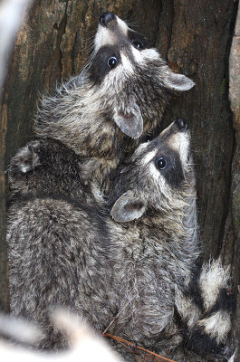 Three baby raccoons