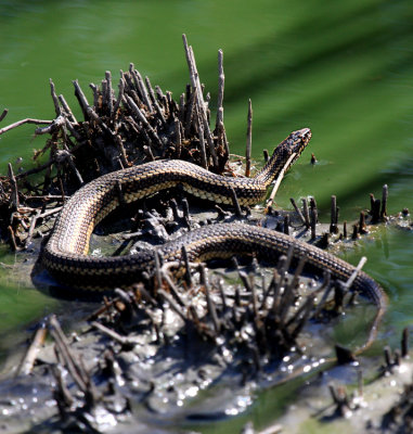 Water Snake