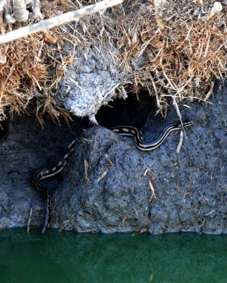Water Snake