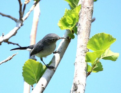 Blue-gray Gnatcatcher