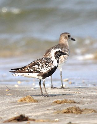 Black-bellied Plover