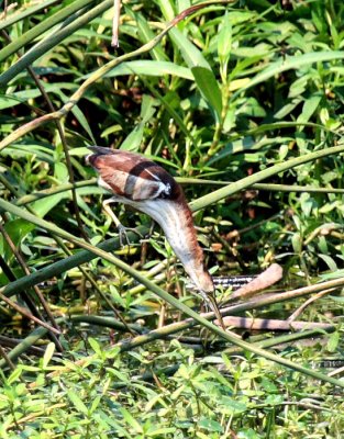 Least Bittern