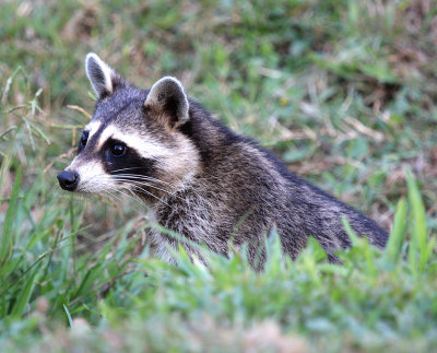 Raccoon
